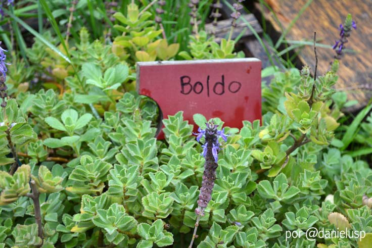 Horta das Corujas na Vila Beatriz Detalhe de um pé de boldo, cultivado na Horta das Corujas