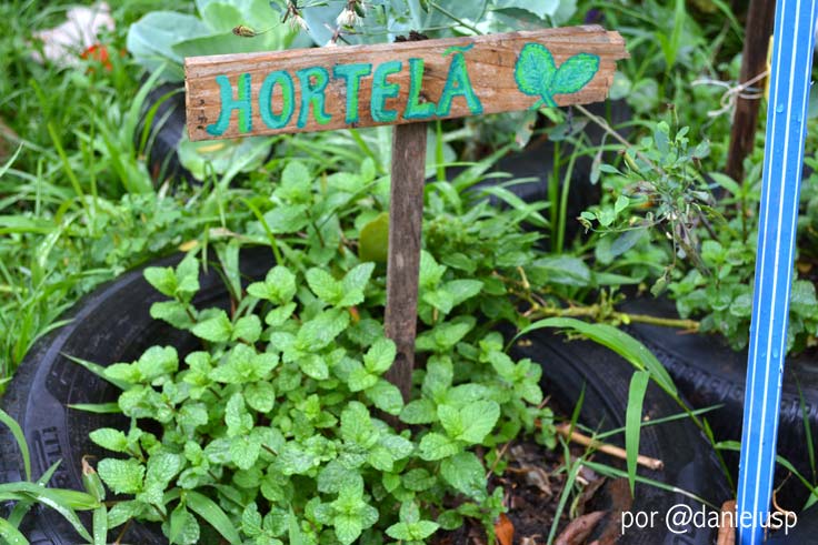Horta das Corujas na Vila Beatriz Detalhe de um pé de hortelã, cultivado na Horta das Corujas