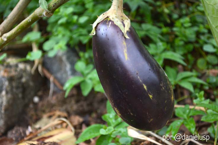Horta das Corujas na Vila Beatriz Detalhe de uma berinjela, cultivada na Horta das Corujas