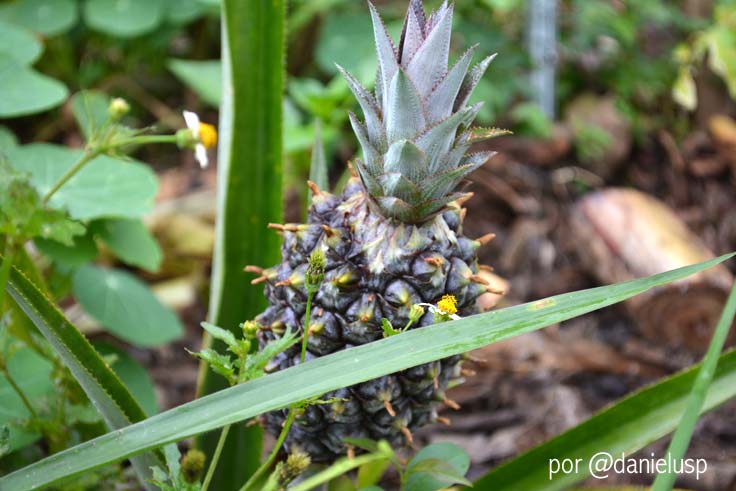 Horta das Corujas na Vila Beatriz Um pequeno abacaxi, cultivado na Horta das Corujas