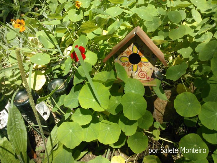 Horta das Corujas na Vila Beatriz Os pássaros são bem vindos na horta
