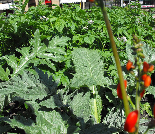 Incredible Edible Todmorden Horta urbana na cidade inglesa de Todmorden