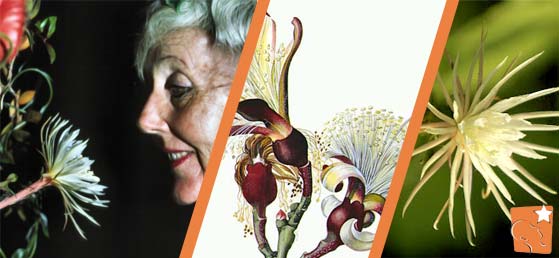 Margaret Mee - A paixão de uma artista inglesa pelas flores do Brasil