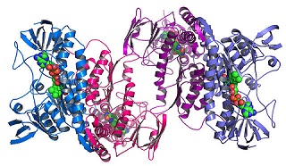 By Matt Howard - Argonne's Midwest Center for Structural Genomics deposits 1,000th protein structure